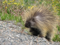 Porcupine